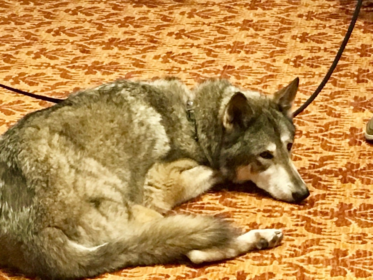 Ambassadors from Shy Wolf Sanctuary visit The Terraces