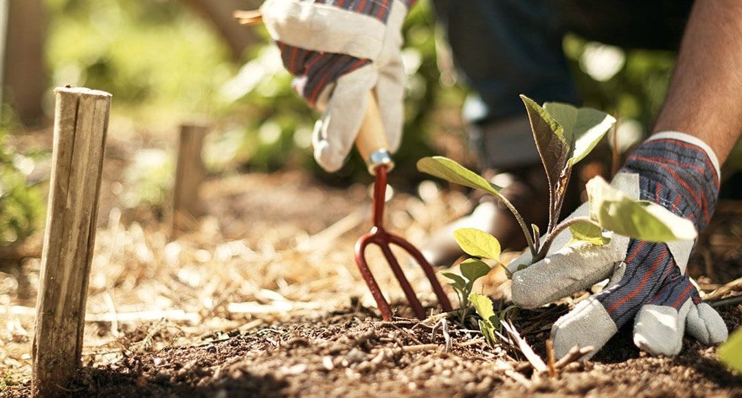 How to Make the Most of the Florida Gardening Calendar