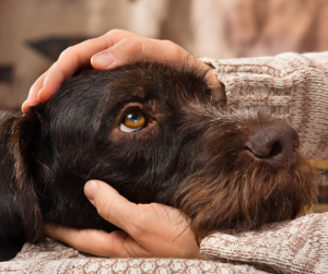 East Ridge Welcomes Pets